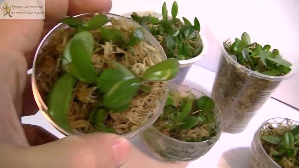 Как вырастить Орхидею из семян в домашних условиях
