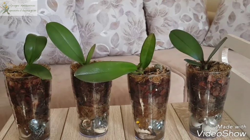 Как вырастить орхидею из детки. Посадка деток