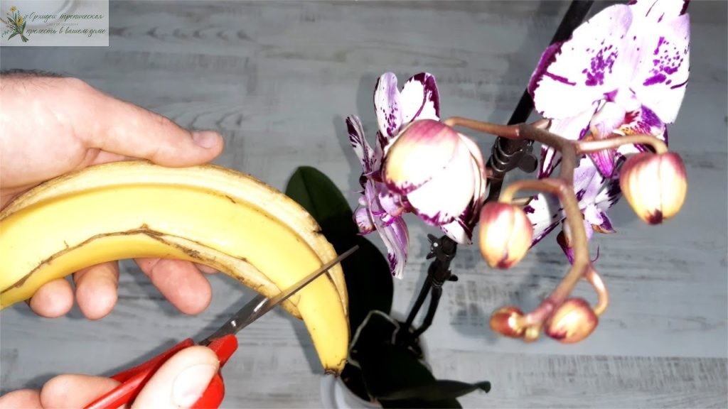 Народные средства для удобрения орхидей. Банановая кожура