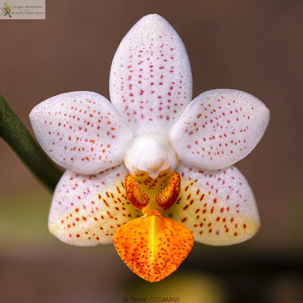 Орхидея фаленопсис розовый. •	Фаленопсис Мини Марк (Phalaenopsis Mini Mark) 