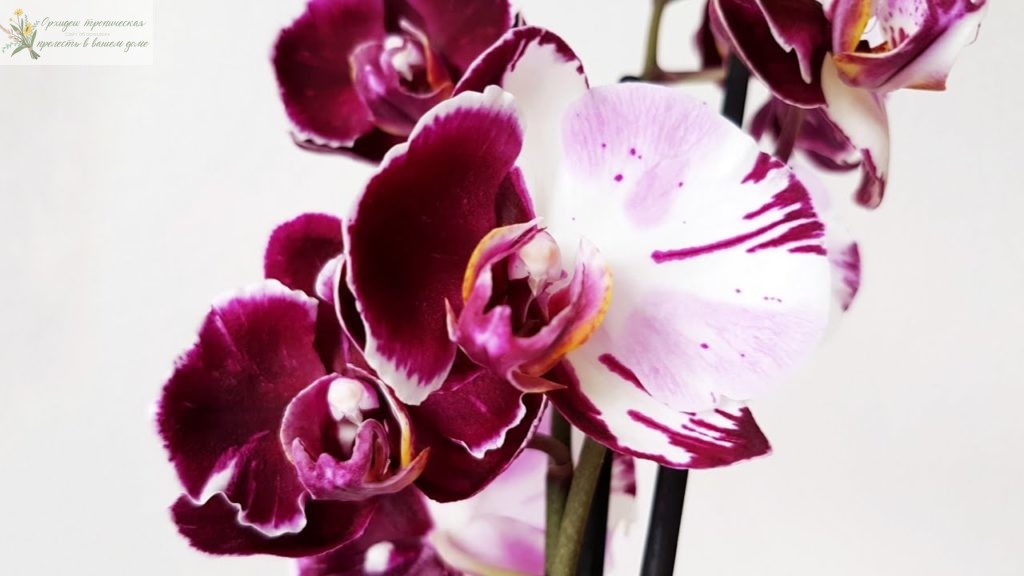 Болезни орхидей фаленопсис. Мутант