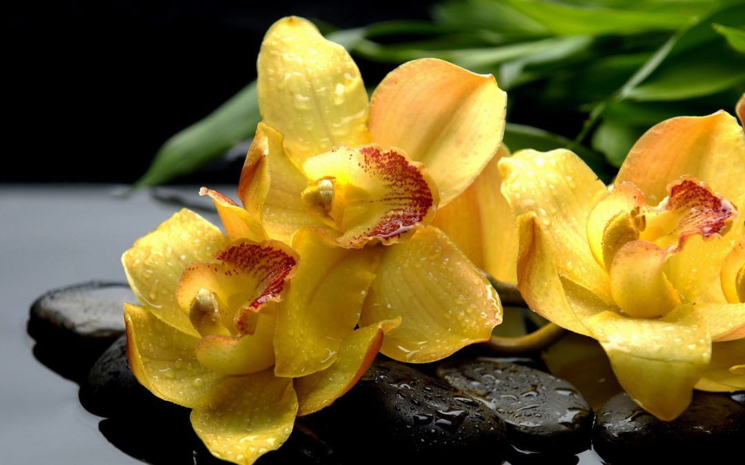 Удобрение для орхидей: секрет красивого и здорового цветения