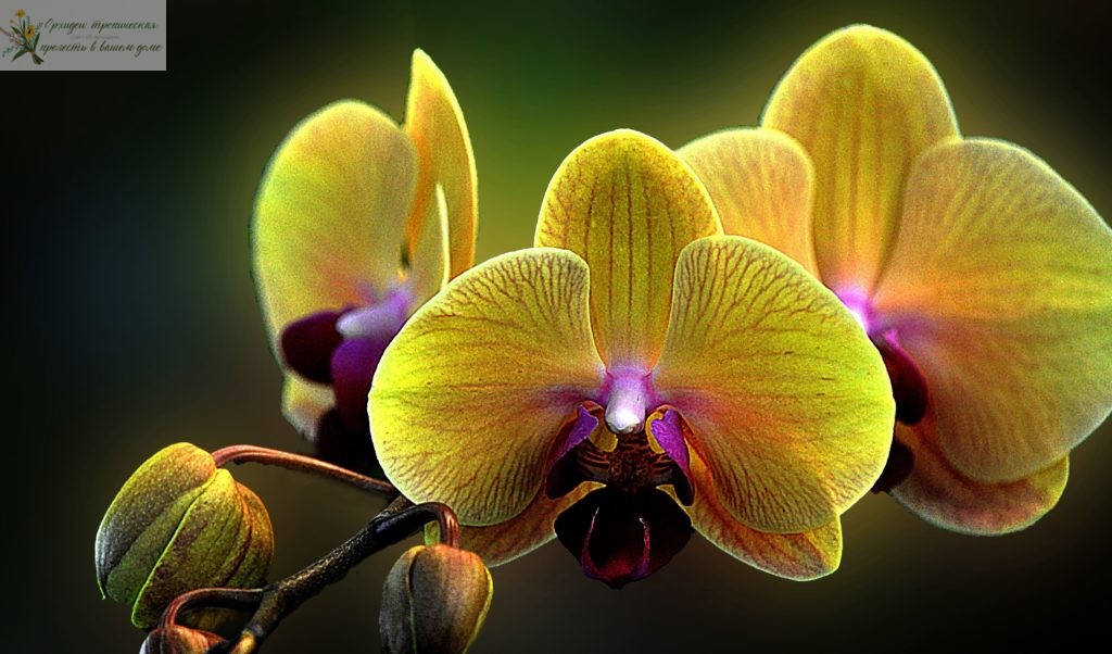 Подкормка орхидей янтарной кислотой. Желтая орхидея
