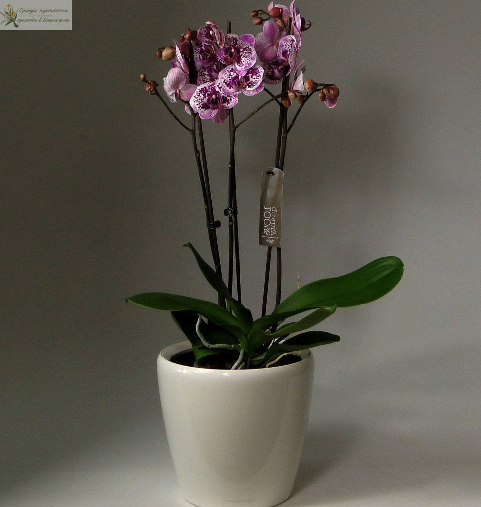 Как вырастить орхидею из листа в домашних условиях. Орхидея в горшке