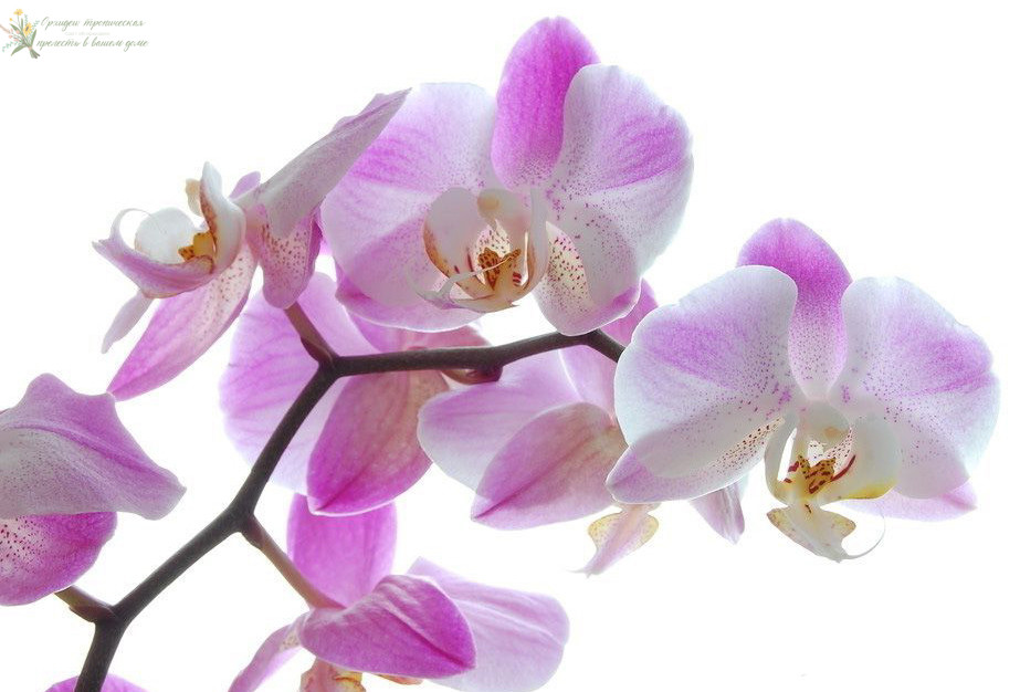 пятна на листьях орхидеи фаленопсис