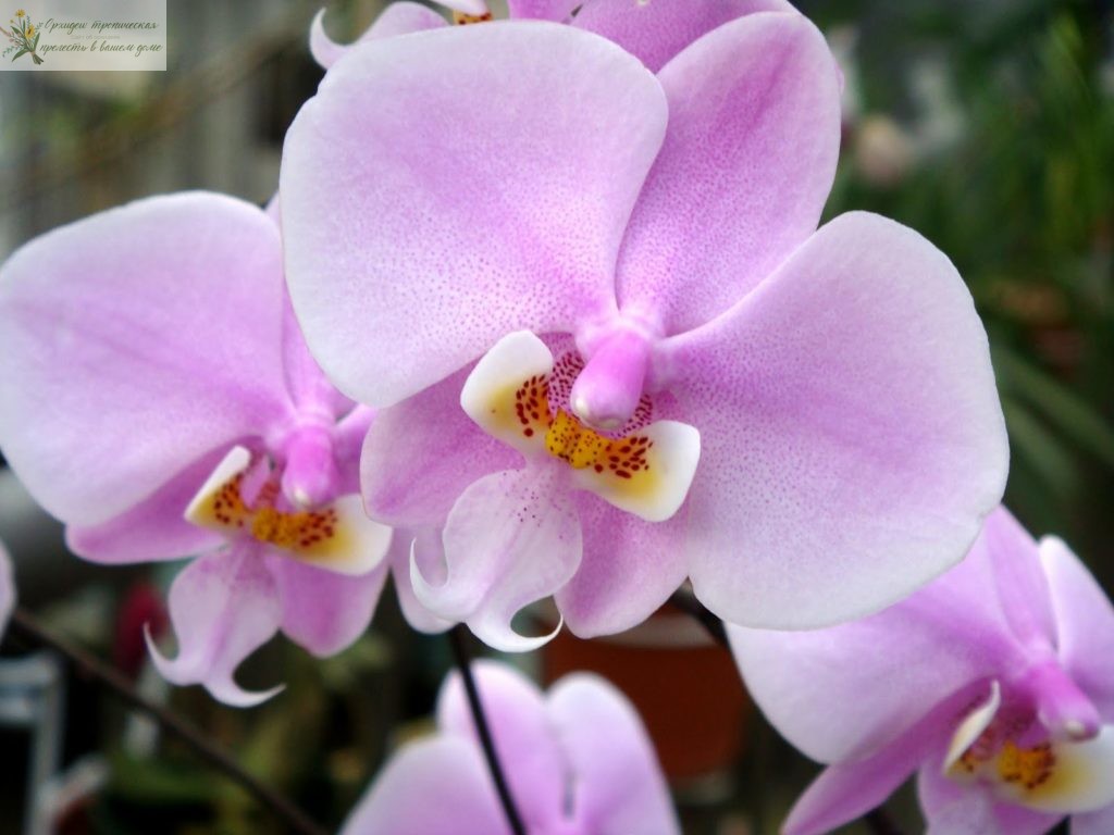 Орхидея фаленопсис розовый.•	Фаленопсис Шиллера (Phalaenopsis schilleriana) 