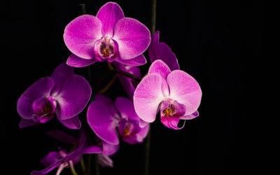 Размножение орхидеи цветоносом: как получить новые растения из старых