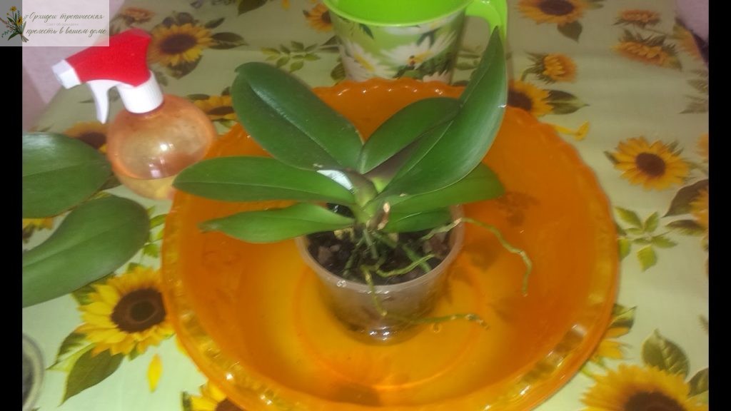 орхидея фаленопсис цветение. Полив погружением