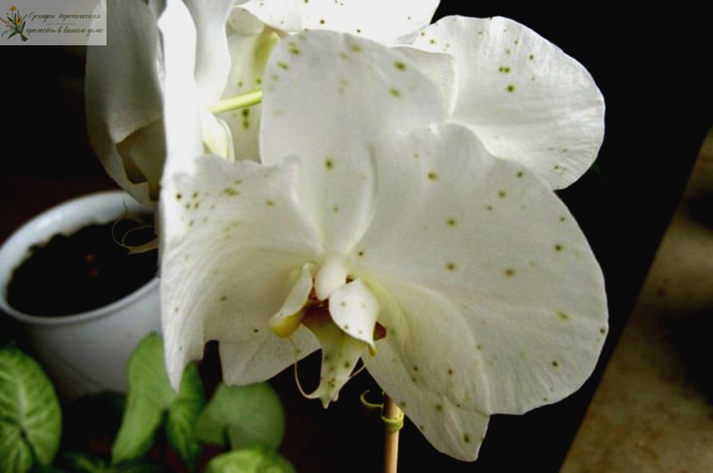 Болезни орхидей фаленопсис. Серая гниль на цветке