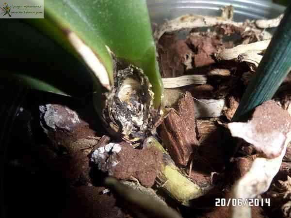 Болезни орхидей фаленопсис. Гниль стебля