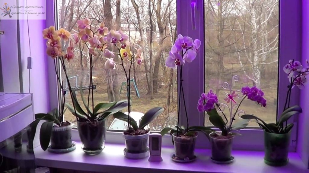 орхидея фаленопсис цветение. Использование лампы.