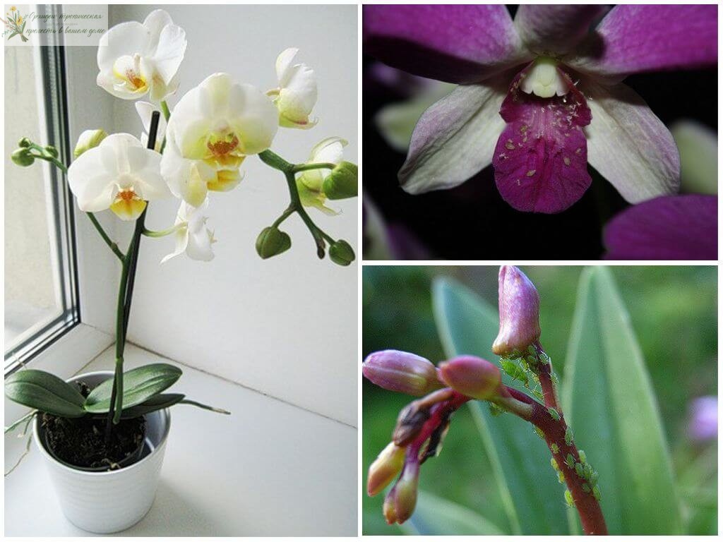 вредители орхидей фаленопсис. тля на орхидее