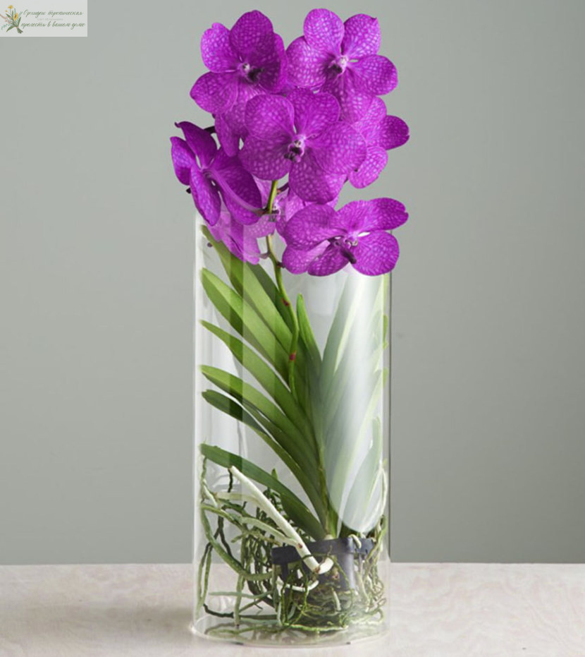 можно ли вырастить орхидею из корня ванда