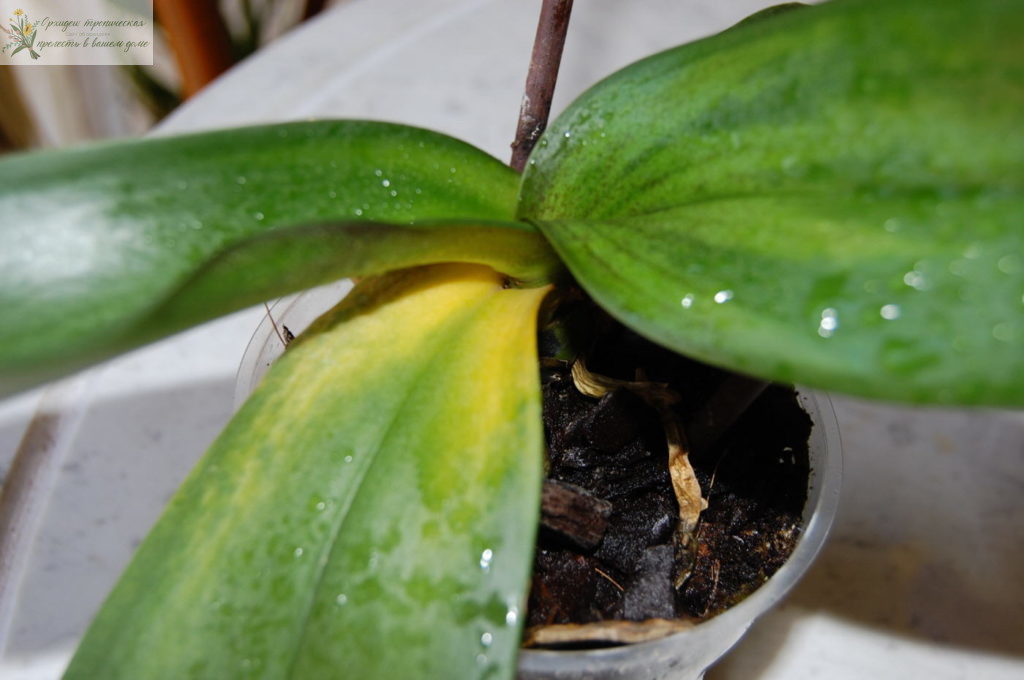 Орхидея фаленопсис уход. Болезни