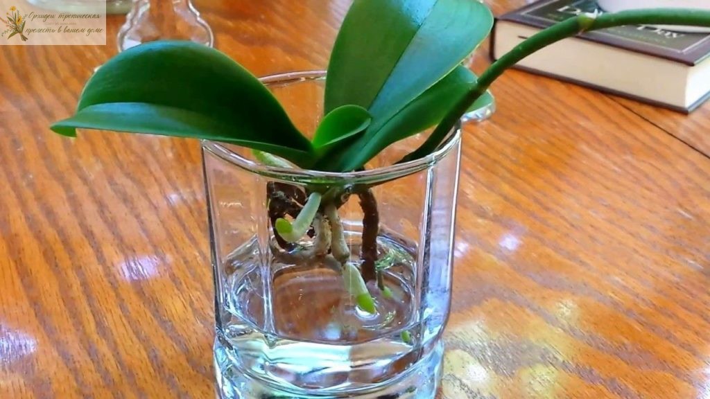 Подкормка орхидей янтарной кислотой. Замачивание корней