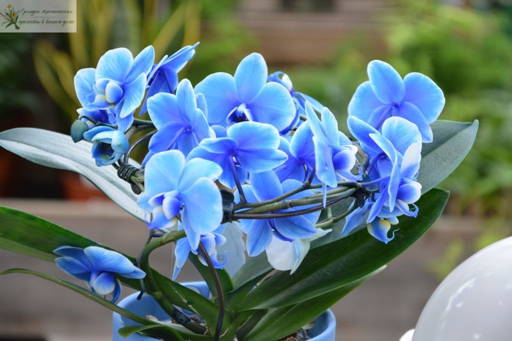 Что означает цветок орхидеи. Синяя орхидея.