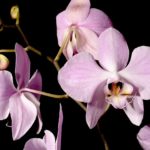 Цветок орхидеи фаленопсис. Phalaenopsis_sanderiana