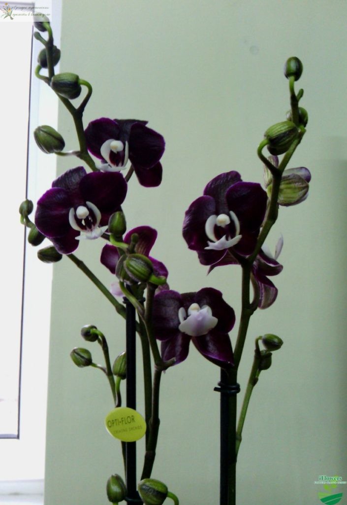 Орхидея Черная вдова. вот такая она