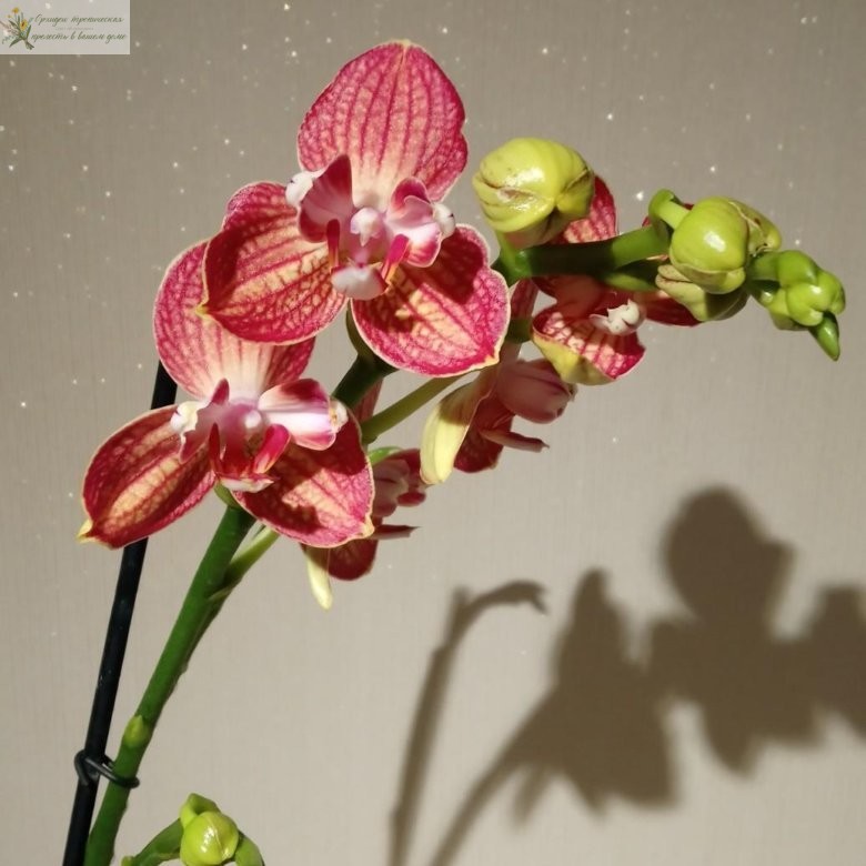 Что такое трилипс орхидея, Равелло пилорик