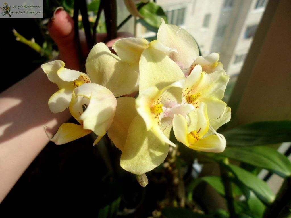 Что такое орхидея пелорик . Золотой Ягуар