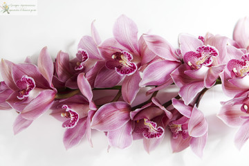 Фаленопсис и орхидея в чем разница. Сиреневая орхидея