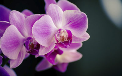 Что означает цветок орхидеи: символика и значение