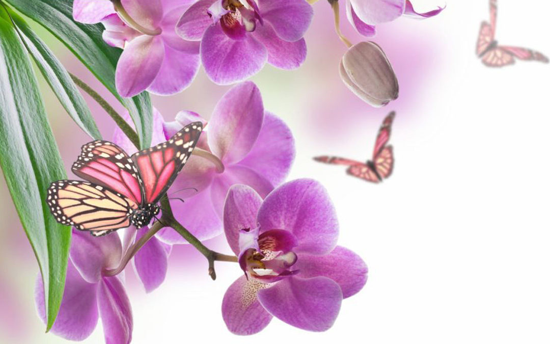 Что такое орхидея пелорик и как она выглядит