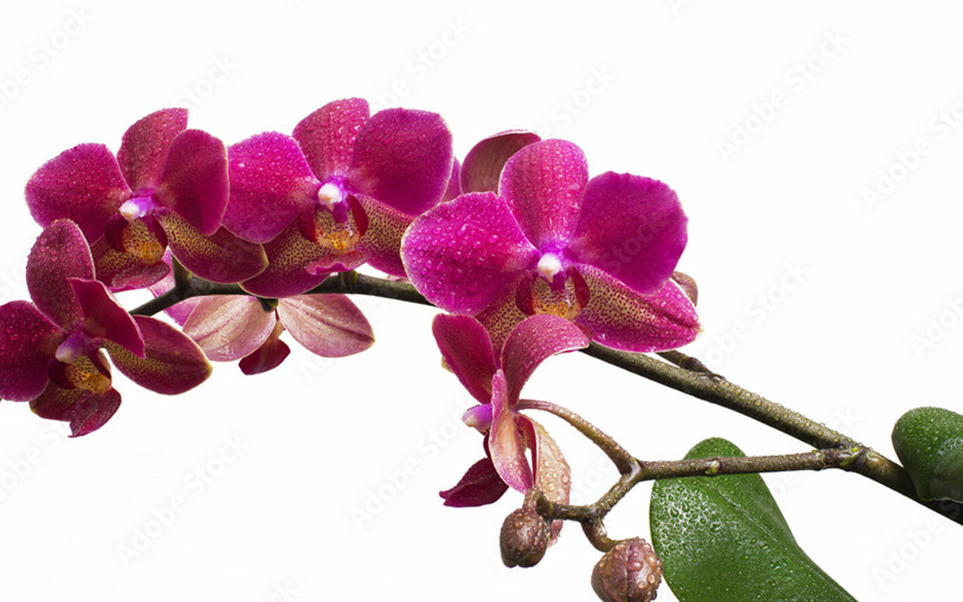 Фаленопсис и орхидея в чем разница: узнайте все о цветах