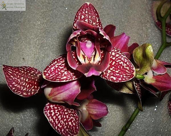 Что такое орхидея пелорик . Бордовый