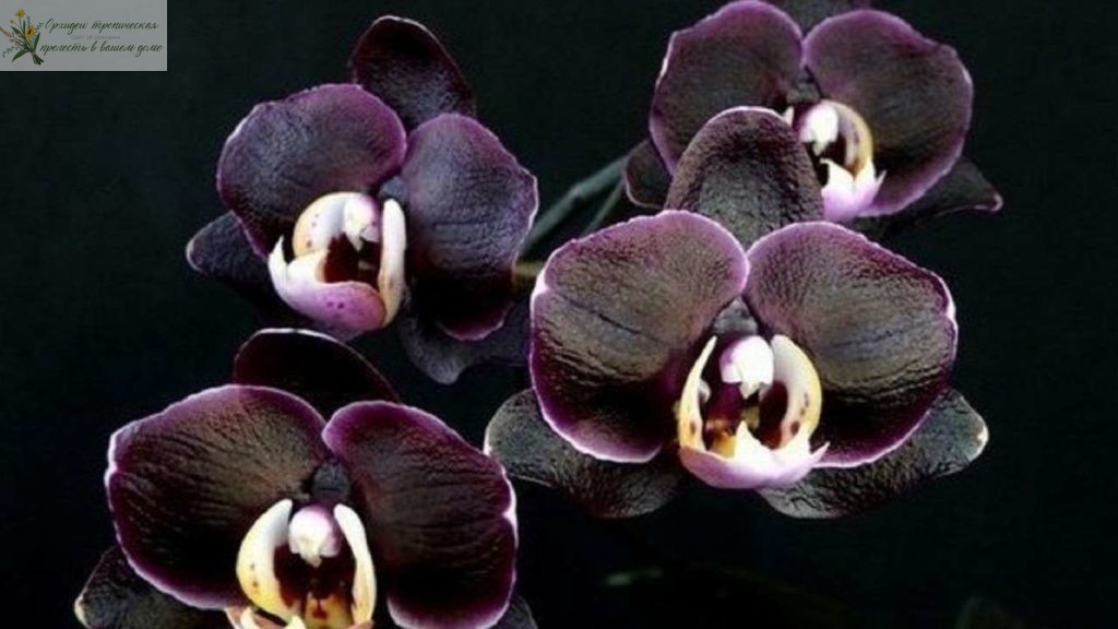 Орхидея Черная вдова - соцветие