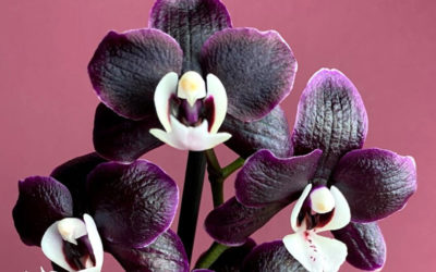 Орхидея черная вдова: уход, размножение, легенды.