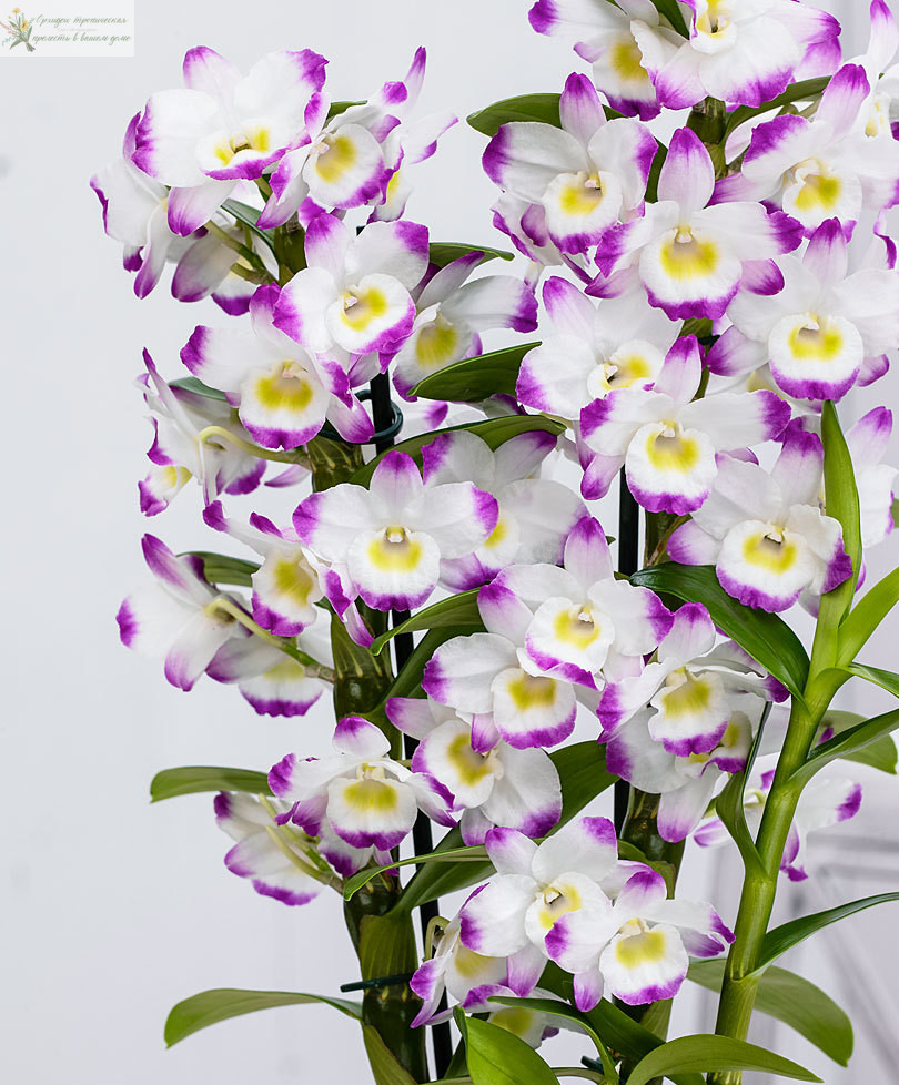 Что означает цветок орхидеи. Дендробиум