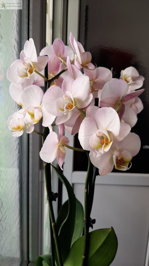 Что означает цветок орхидеи. Фаленопсис