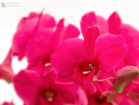 Что такое орхидея бабочка. Красная орхидея