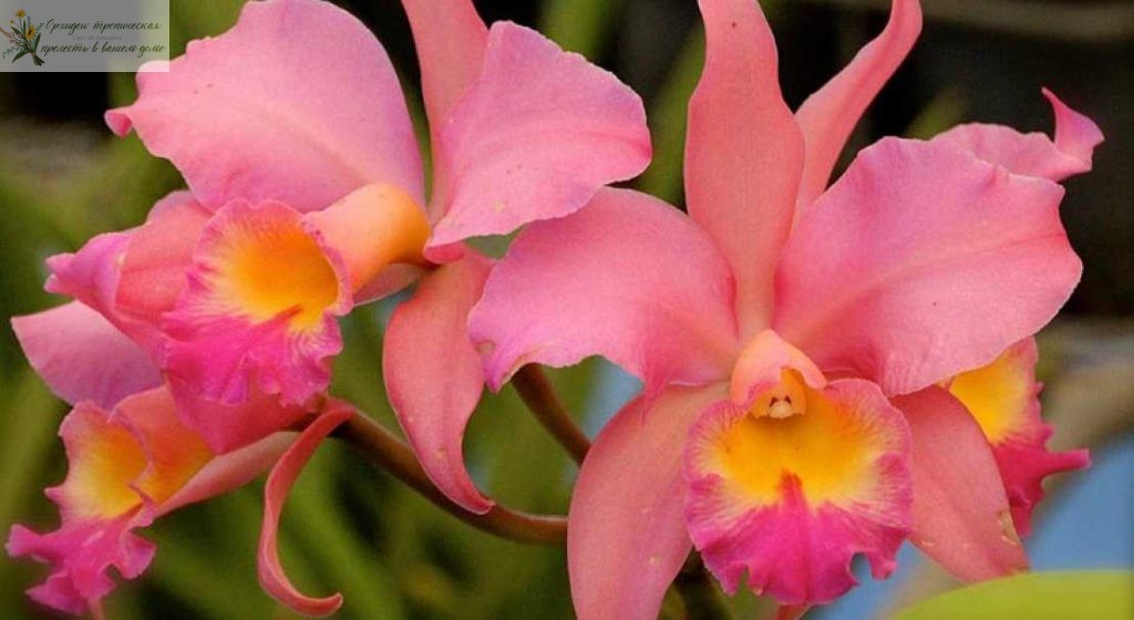 Что означает цветок орхидеи. Катлея