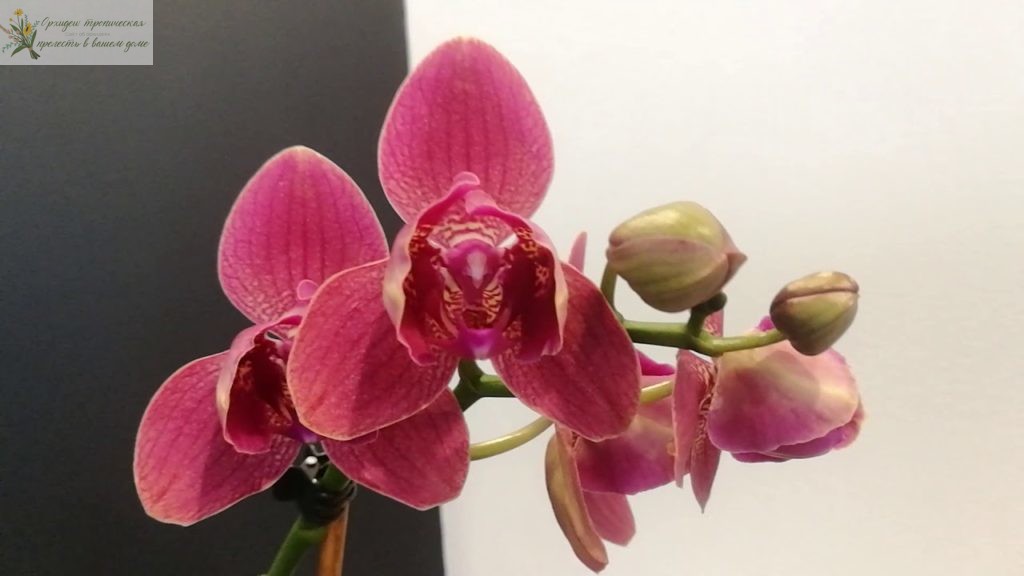 Что такое трилипс орхидея. Кимоно пелорик