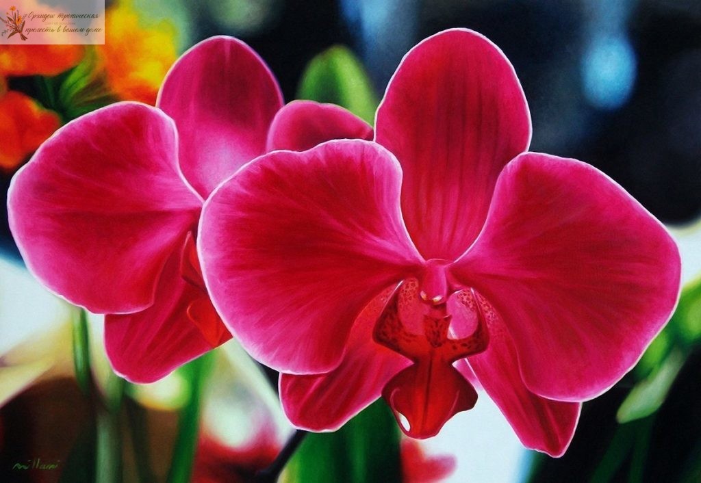 Что означает цветок орхидеи. Красная орхидея