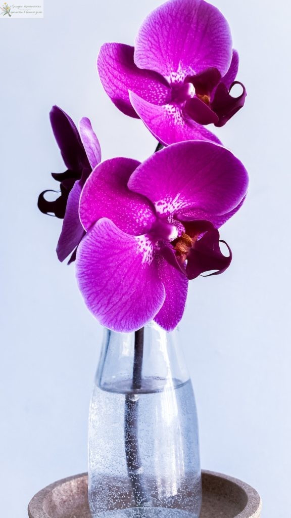 Что означает цветок орхидеи. Орхидея в вазе