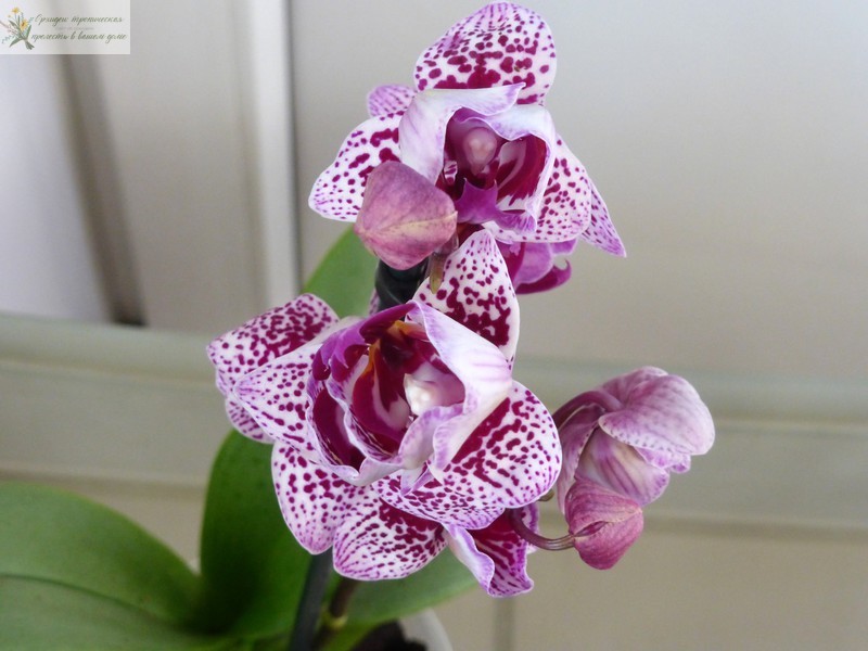 Что такое орхидея пелорик . Мини