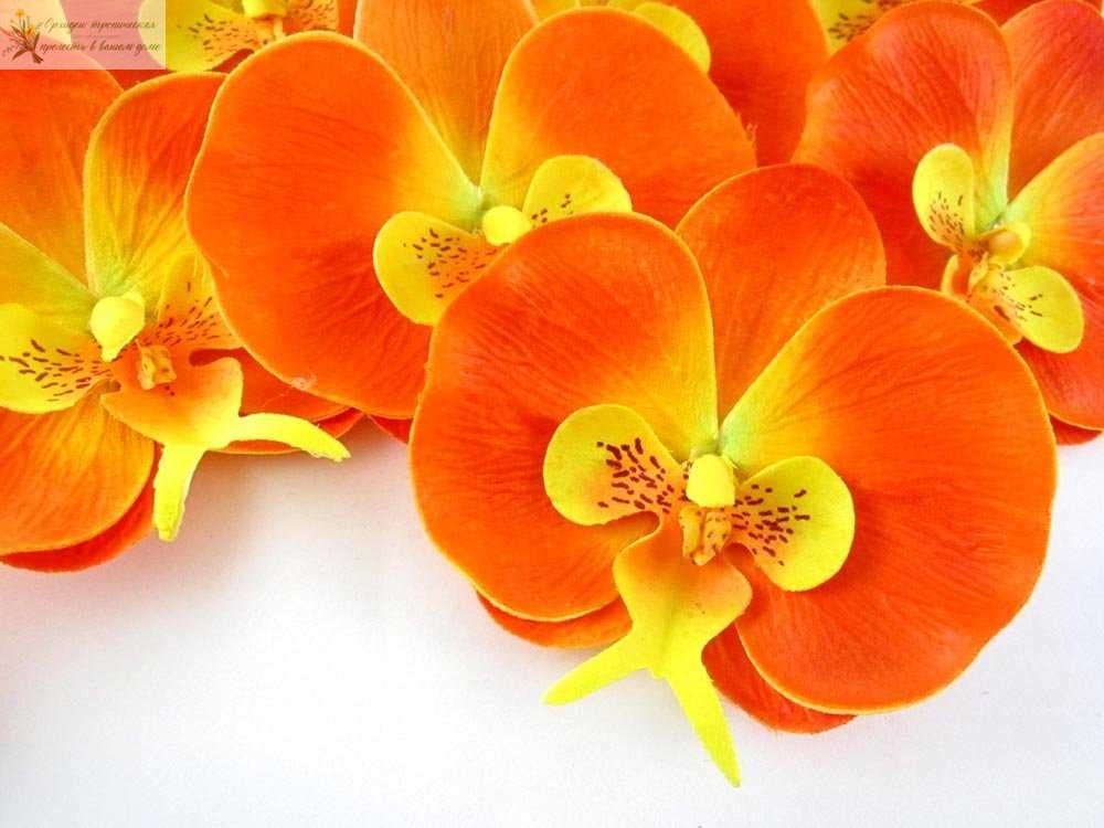 Что означает цветок орхидеи. Оранжевая орхидея