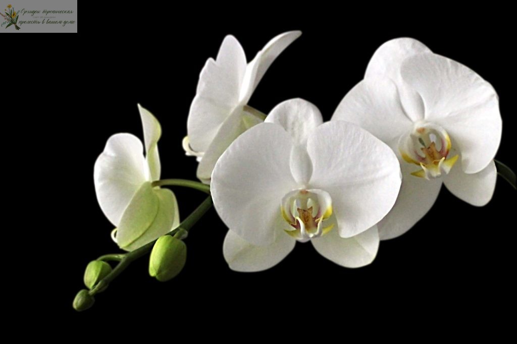 Что означает цветок орхидеи. Белая орхидея
