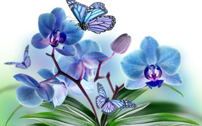 Что такое орхидея бабочка: узнайте все о необычном цветке