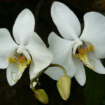 Цветок орхидеи фаленопсис. Phalaenopsis amabilis