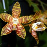 Цветок орхидеи фаленопсис. Phalaenopsis amboinensis