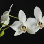 Цветок орхидеи фаленопсис. Phalaenopsis aphrodite