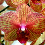 Цветок орхидеи фаленопсис. Phalaenopsis Baldan's Kaleidoscope