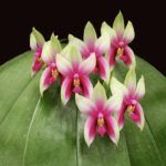 Цветок орхидеи фаленопсис. Phalaenopsis bellina