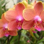 Цветок орхидеи фаленопсис. Phalaenopsis Brother Sara Gold