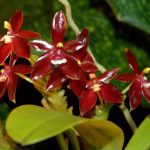 Цветок орхидеи фаленопсис. Phalaenopsis cornu-cervi