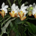 Цветок орхидеи фаленопсис. Phalaenopsis lobbii